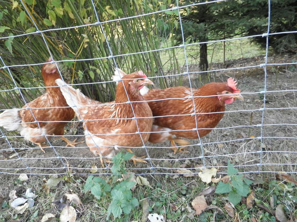 Bio-Bauernhof Haunschmid Villa Ardagger Markt Luaran gambar
